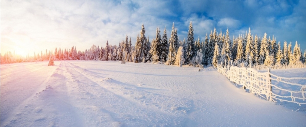 snow covered pine trees in Colorado